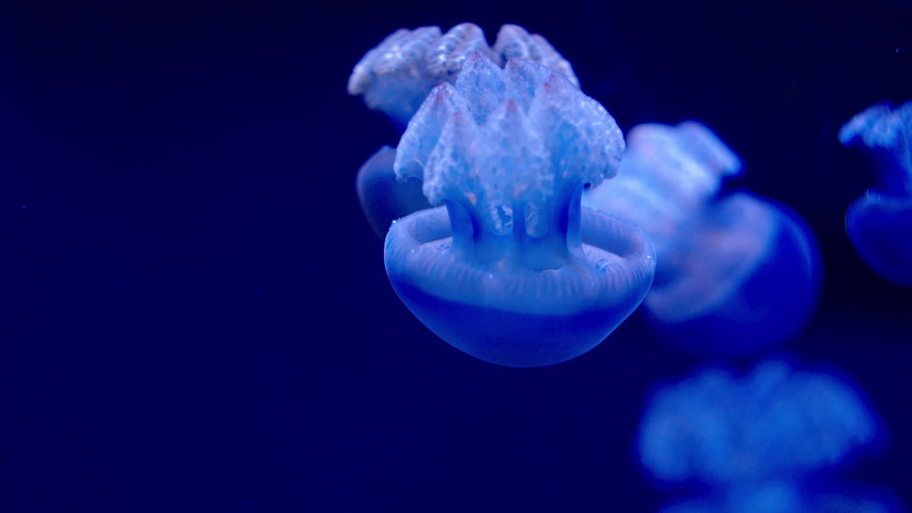 Gruppo di piccole meduse blu che nuotano