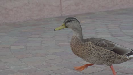 close up slowmotion of a duck walking in the center of an italian city