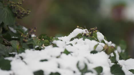 Frischer-Leichter-Schnee-Auf-Den-Immergrünen-Blättern-Von-Efeu