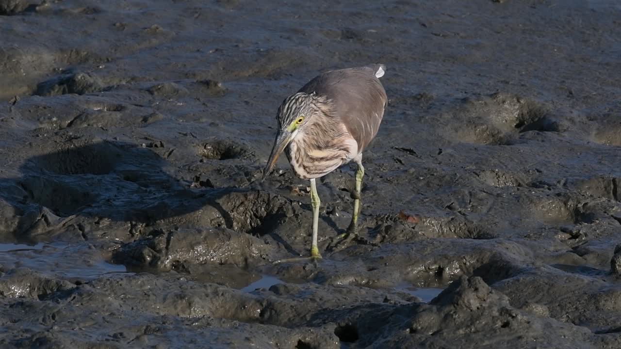 una de las garzas de estanque encontradas en tailandia que muestran diferentes plumajes según la temporada