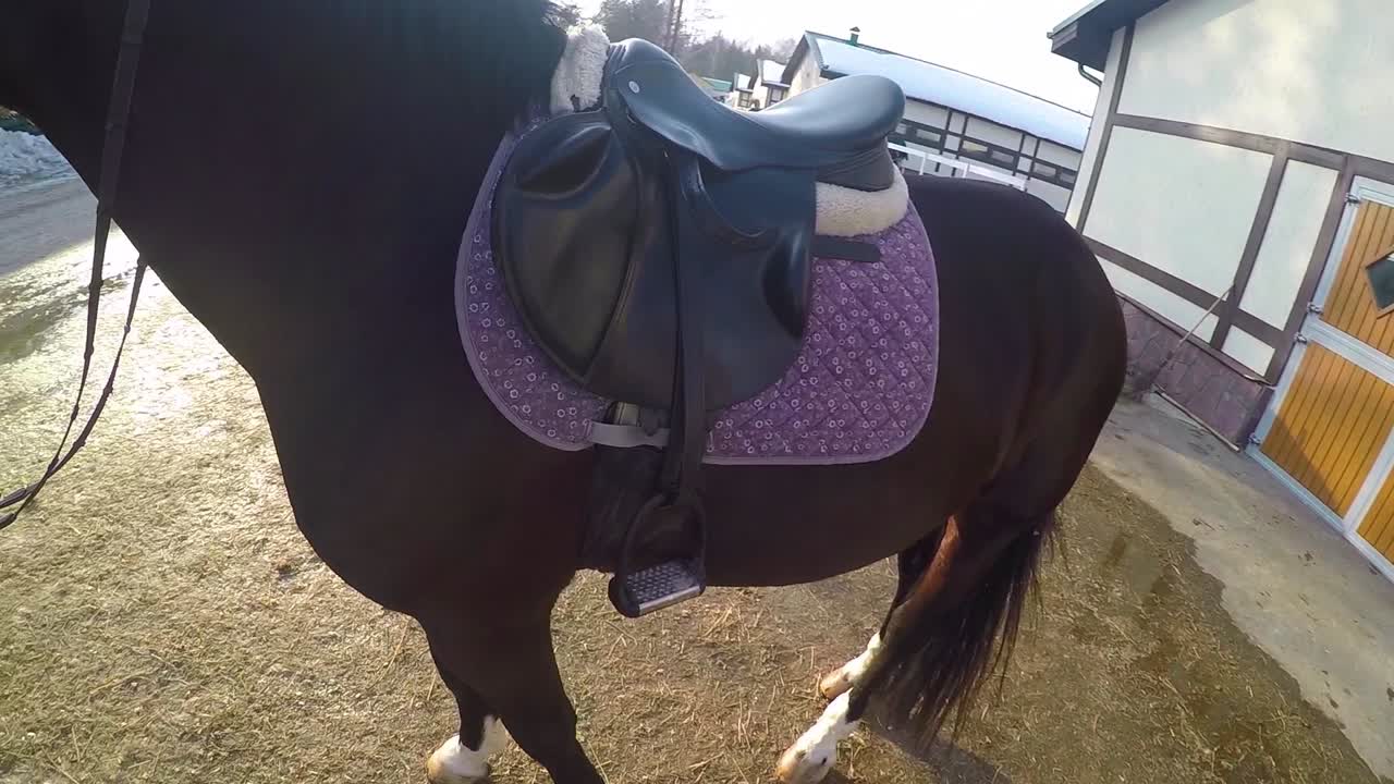 preparación para la equitación