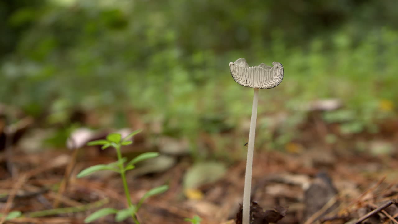 Primo piano sul gambo del fungo zampa di lepre (Coprinopsis lagopus) in natura.