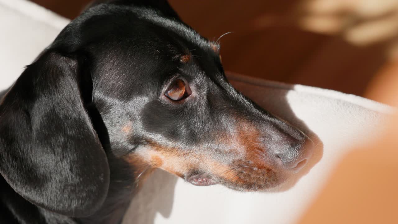 Close-up of a sausage dog looking around with alertness, his large brown eyes capturing the room in soft winter light.