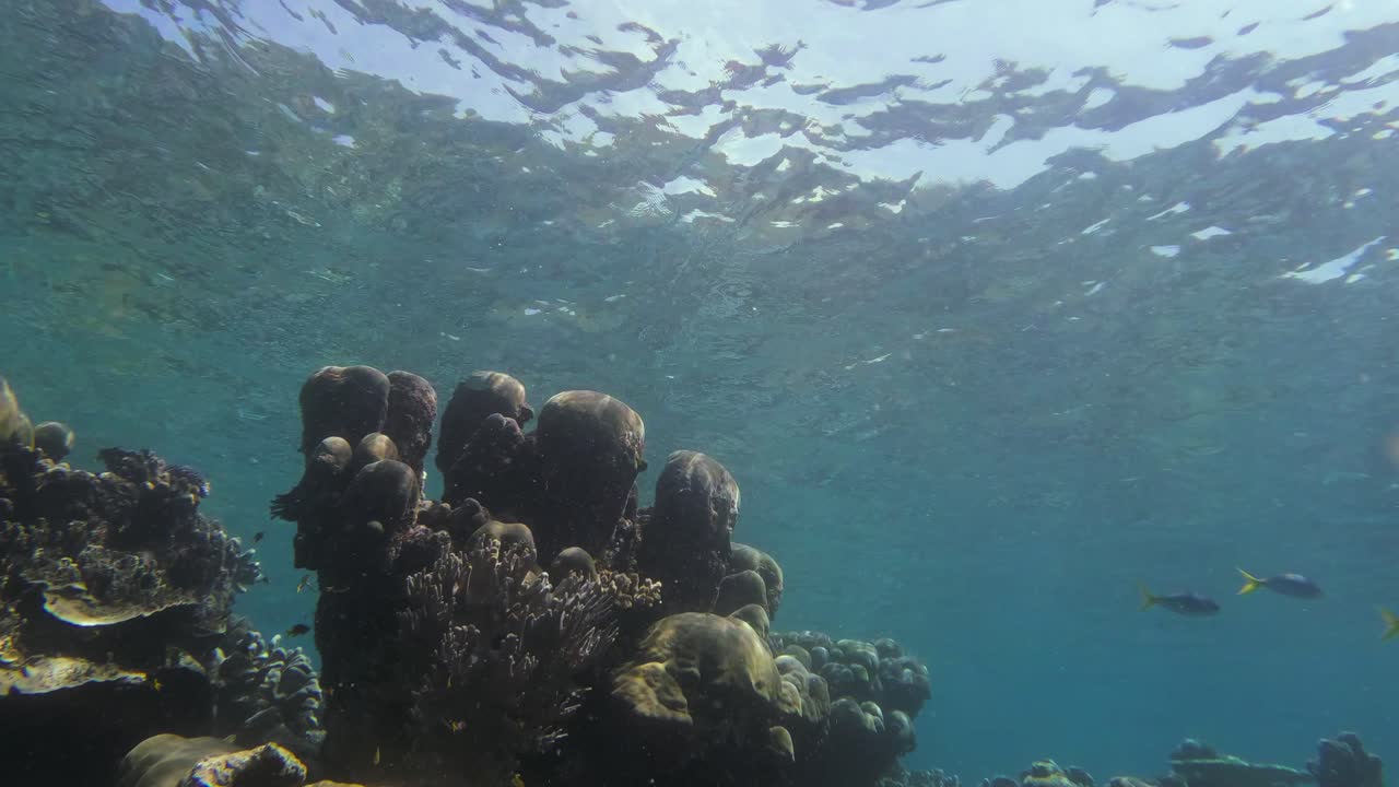 formación de coral cerca de la isla de kri en el archipiélago de raja ampat, indonesia