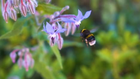 Vibrant-slow-motion,-close-up-shot-of-a-bee-delicately-extracting-nectar-from-a-vibrant-purple-flower