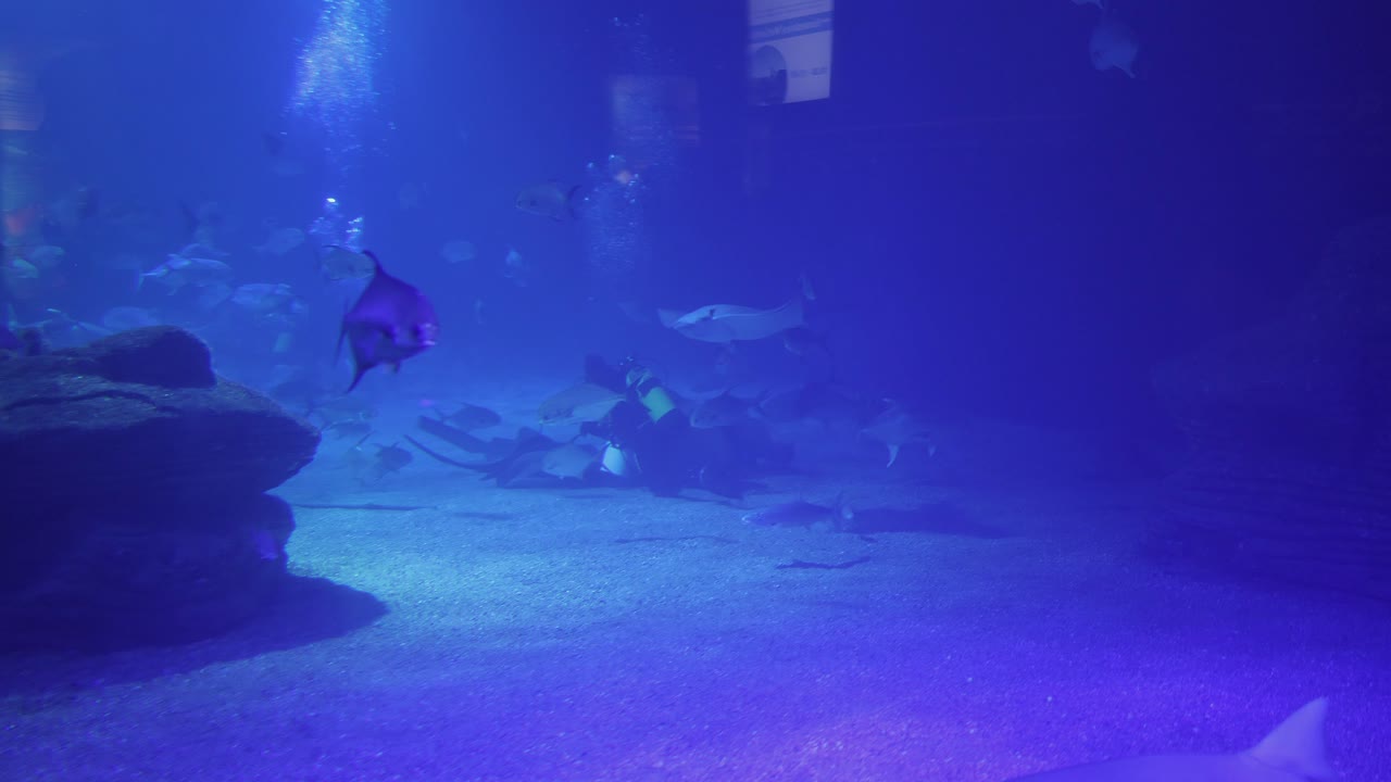 유지 관리 활동을 위해 산호와 물고기가 있는 수족관에 잠수하는 다이버