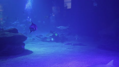 buzo sumergido dentro de un acuario con corales y peces para actividades de mantenimiento