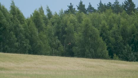 Rohrweihe-Im-Flug-über-Felder-Und-Büsche-Jagen-Beten