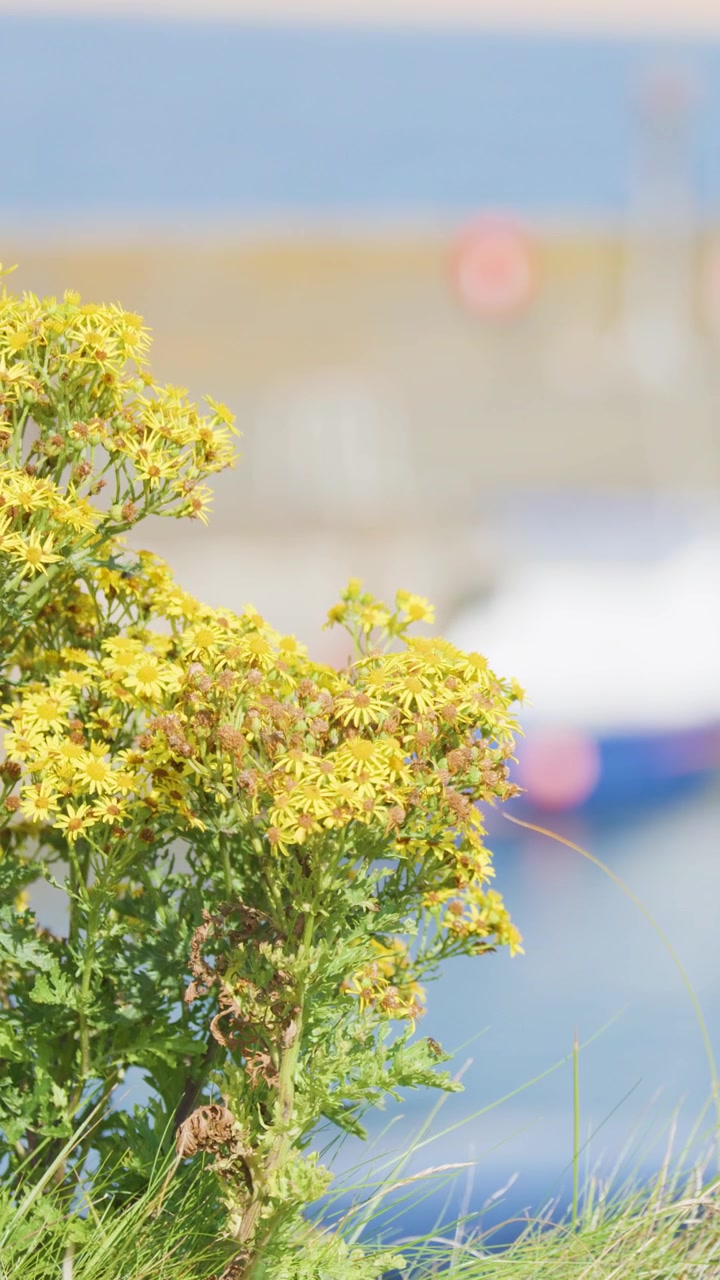 Fiori selvatici gialli ondeggiano dolcemente in primo piano, con un porto turistico luminoso e soleggiato e barche sfocate sullo sfondo. Bassa profondità di campo, telecamera statica.