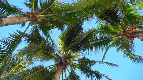 Palm-trees-against-blue-sky,-Palm-trees-at-tropical-coast