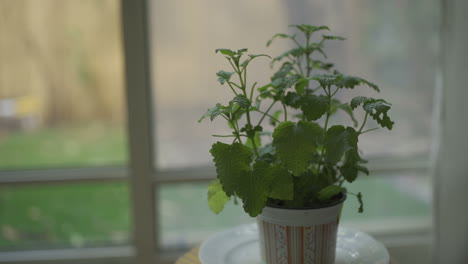 Glass-with-herbal-tea-is-held-with-hands-in-apartment