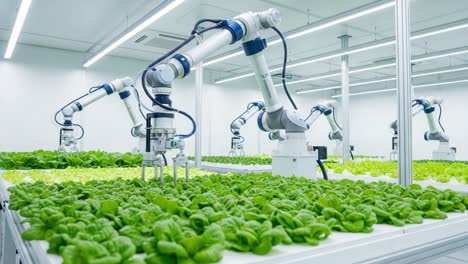advanced automated hydroponic system utilizing robotics for efficient lettuce cultivation in controlled environment agriculture facilities