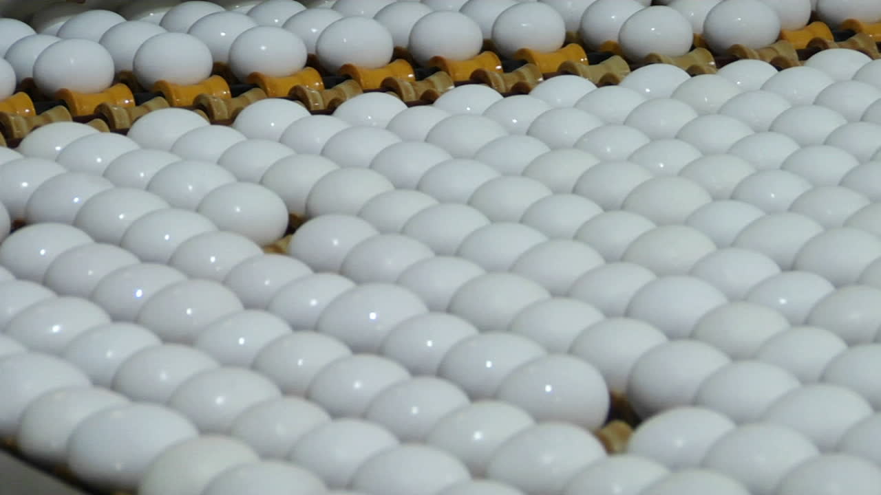 ovos brancos se movem em uma esteira rolante de fábrica 1