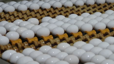 white eggs move along on a factory conveyor belt 1