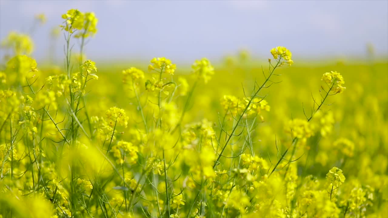 Mustard flowers. Mustard &ndash; mystical flower of happiness and health.