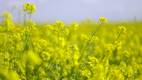 mustard flowers. mustard – mystical flower of happiness and health.