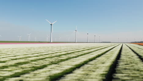 Beautiful-Field-Of-Dutch-Tulips-At-Summer-Near-Wind-Farm-At-North-Holland,-Netherlands