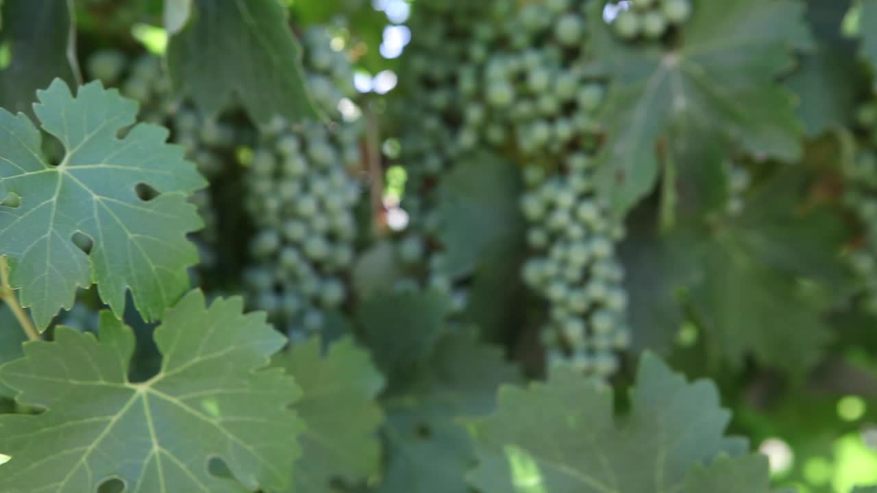 건강한 녹색 잎의 단단한 샷 젊은 카베르네 소비뇽 포도 클러스터