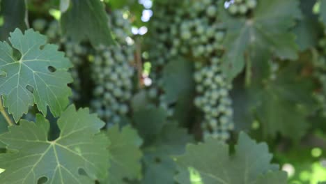 tiro apretado de hojas verdes saludables racimos de uva cabernet sauvignon jóvenes