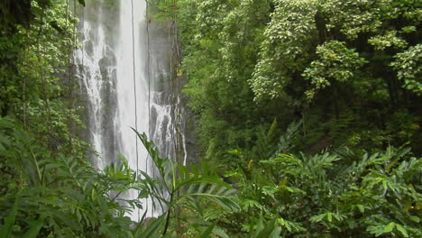 a tropical waterfall flows through a dense rainforest in hawaii 5