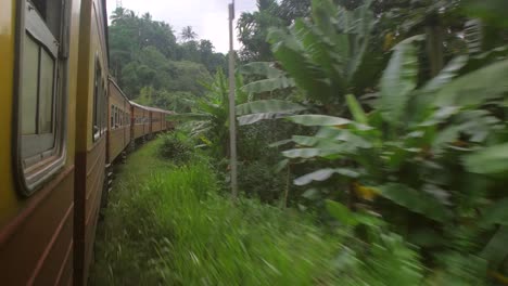 sri lankan train going through jungle