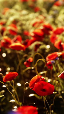 close up of a field of red poppies