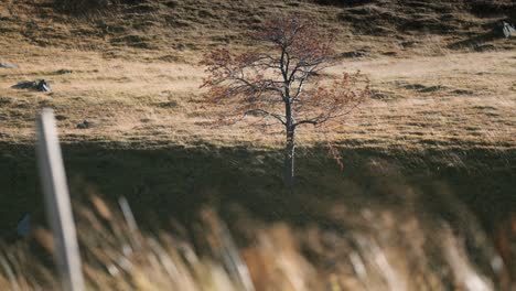a solitary tree in the sunlit field