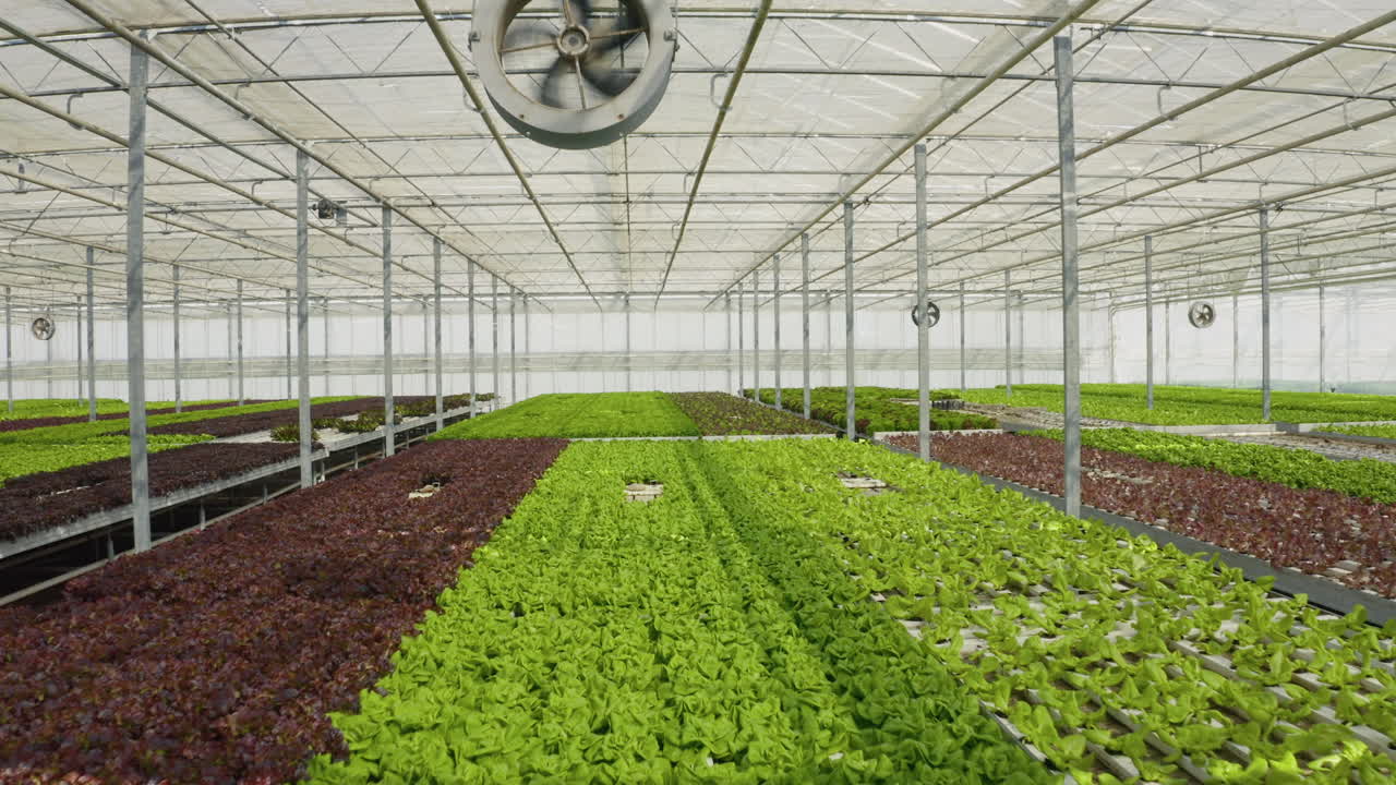 Hydroponic Lettuce Cultivation in Greenhouse