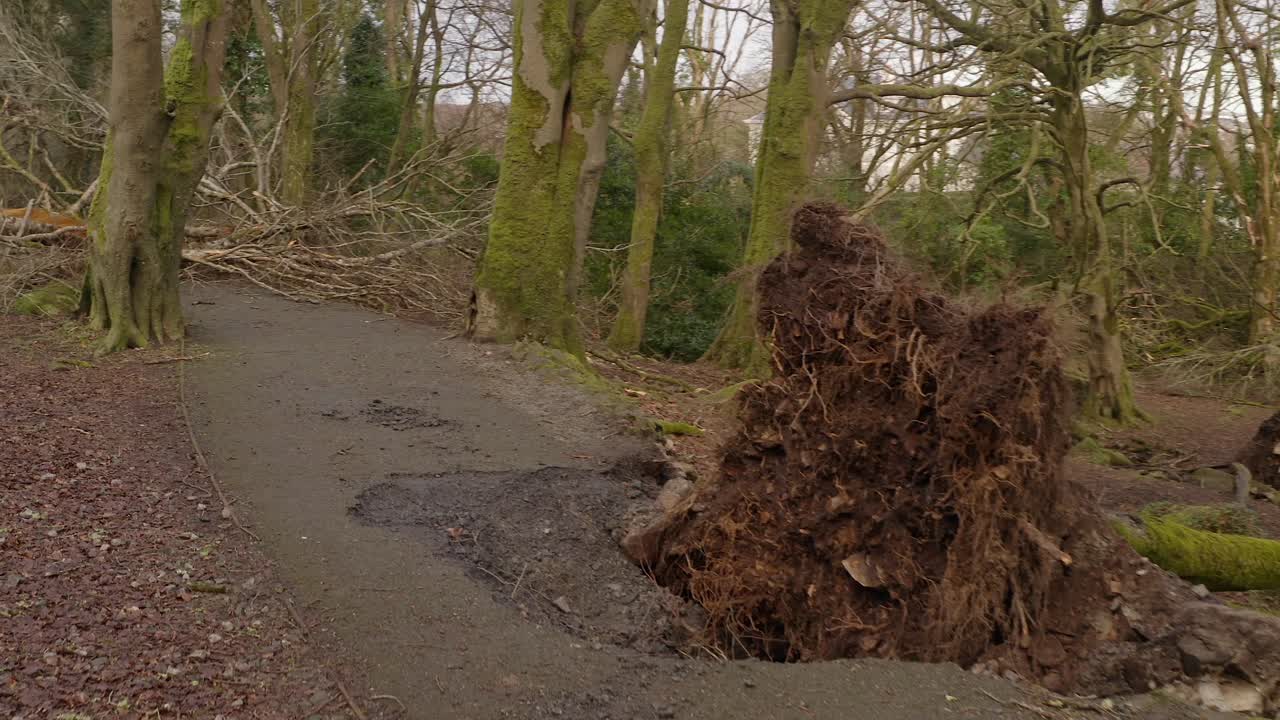 Fallen tree and uprooted stump after a severe storm in a dense forested area along broken walking path,Barna Woods, Galway Ireland
