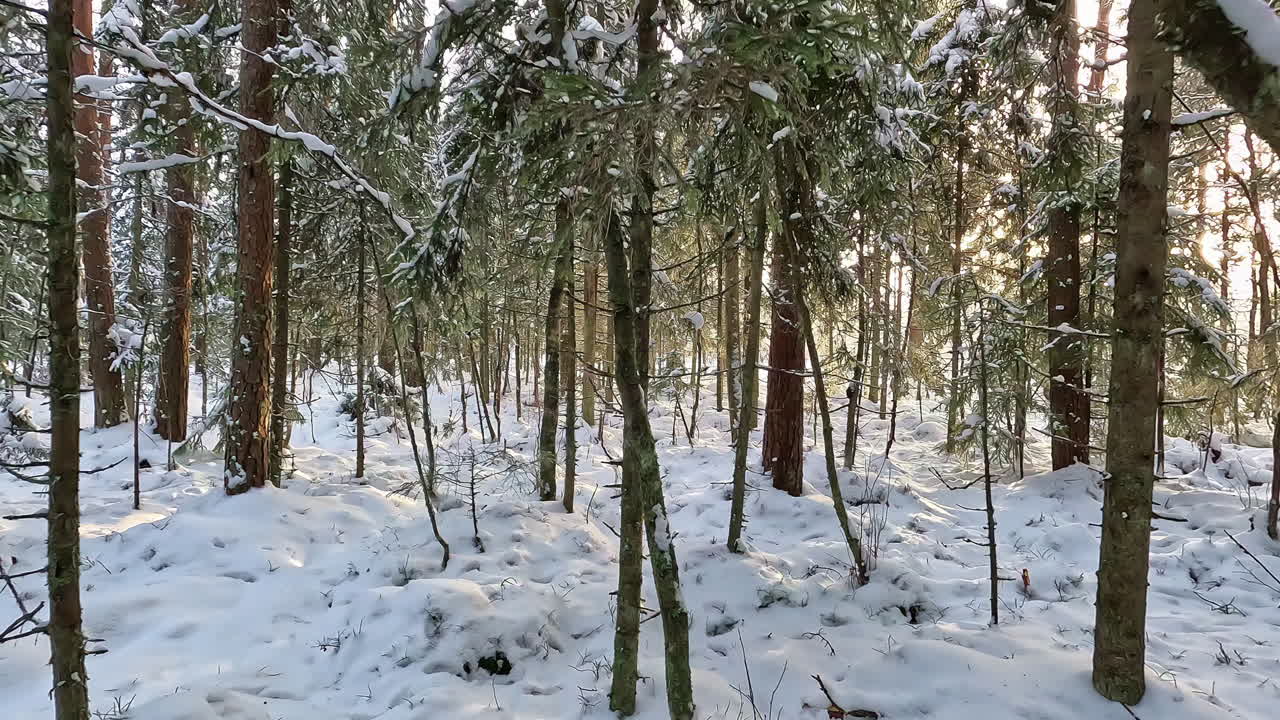 Smuk vinterscene med fremadgående kamerabevægelse gennem en snedækket skov ved solnedgang.