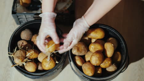 Woman-Removing-Sprouts-From-Potatoes
