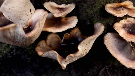 close-up of mushrooms growing on a tree trunk