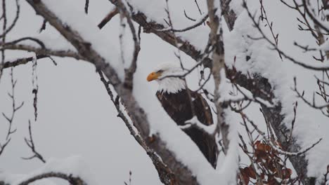 a bald eagle perching on the snow-filled branches of a tree in the canadian rockies in british columbia during winter season - medium shot