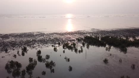 silhouette of mangrove tree in the coastal at kuala muda, kedah.