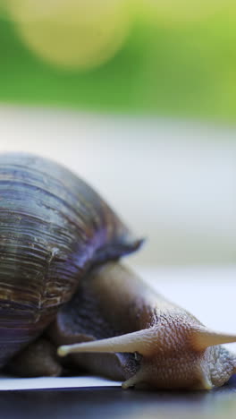 large snail on a white sheet of paper. giant african snails, achatina fulica.. vertical video