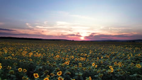 Panorámica-Aérea-Del-Campo-De-Cultivo-De-Girasol-Agrícola-En-Verano-Al-Atardecer,-Vista-De-Drones