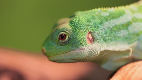 lau banded iguana (brachylophus fasciatus) is an arboreal species of lizard endemic to the lau islands of the eastern part of the fijian archipelago.