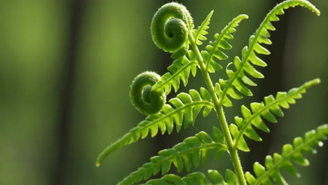 vibrant green fern with fiddleheads unfurling