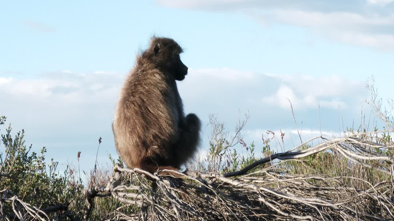 un babuino ve sus alrededores desde un punto de vista en una reserva natural