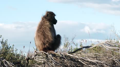 a baboon views it's surroundings from a vantage point in a nature reserve