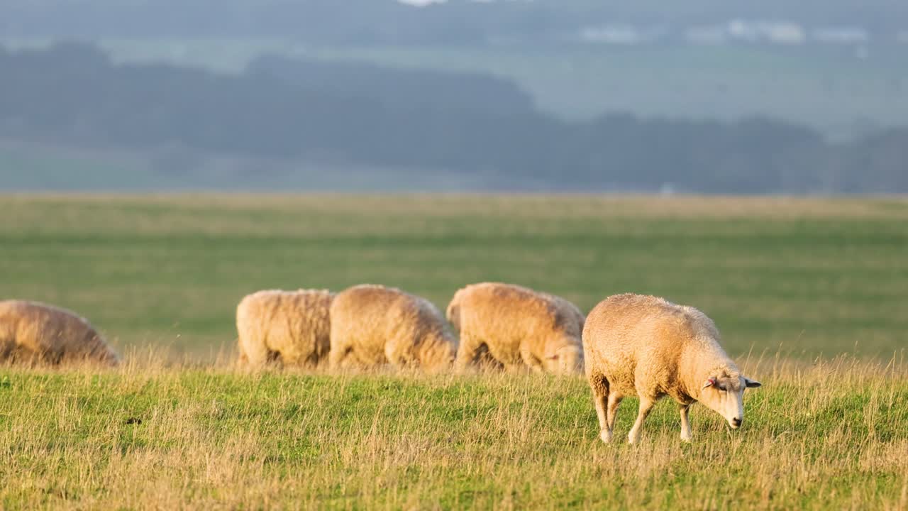 경치 좋은 들판 에서 양 들 이 먹고 있는 것