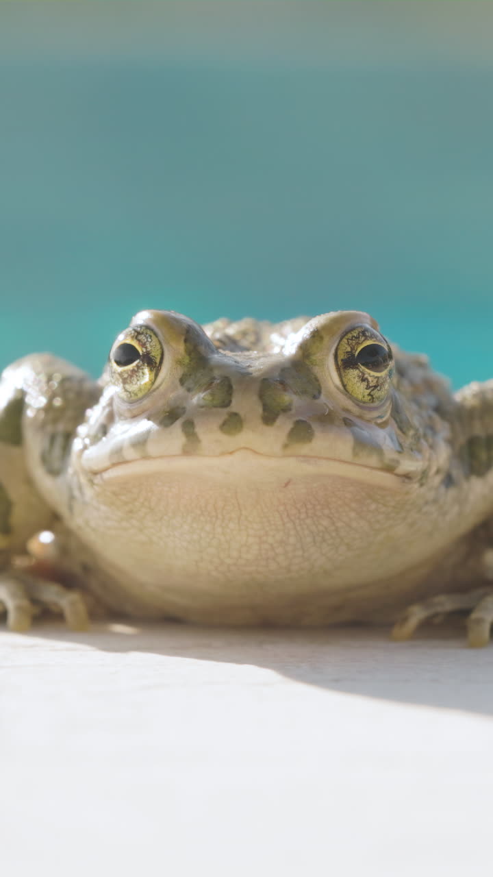 수직으로 수영장 에 있는 개구리