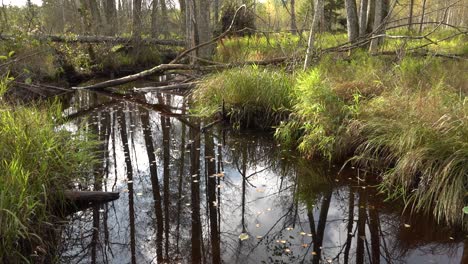 Die-Reflexion-Von-Bäumen-Im-Wasser-Eines-Waldflusses