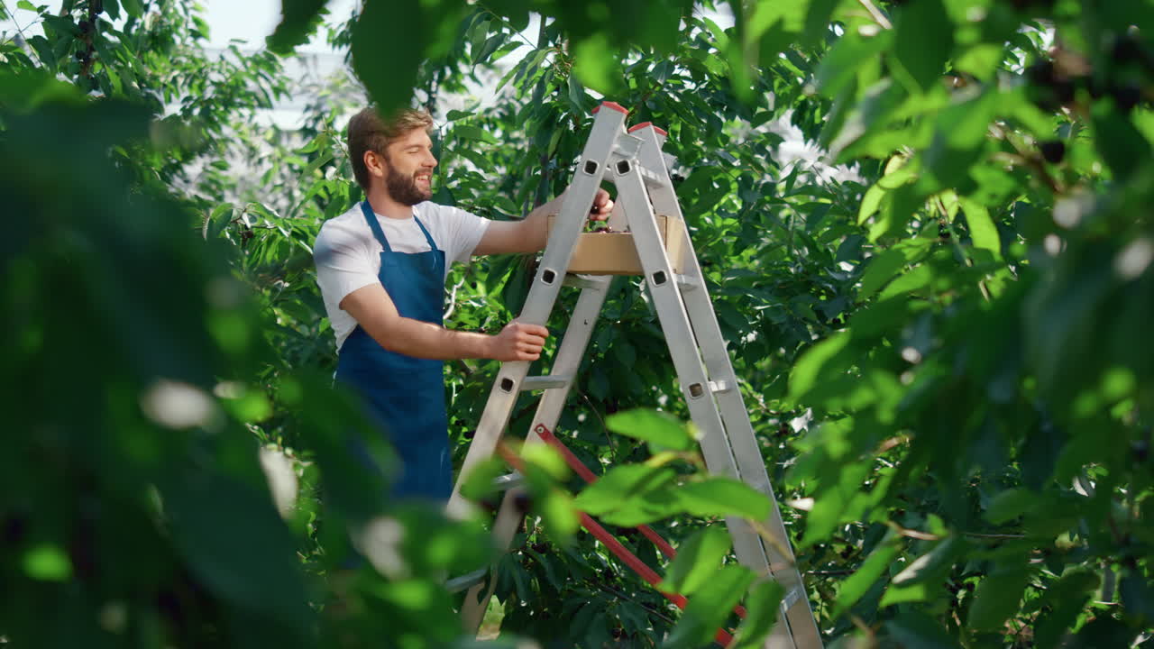 equipo de jardineros recogiendo frutas en grandes tierras de cultivo orgánicas disfrutando del proceso