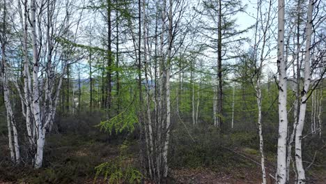 A-group-of-trees-standing-tall-in-the-dense-woods,-showcasing-the-beauty-of-nature-in-its-natural-habitat