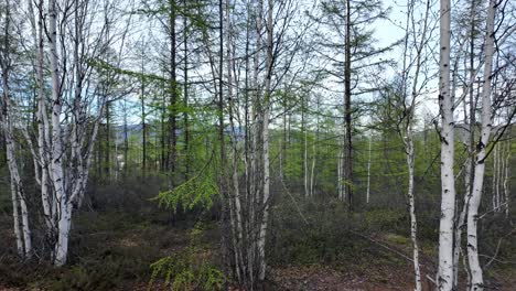 un grupo de árboles de pie altos en el denso bosque, mostrando la belleza de la naturaleza en su hábitat natural
