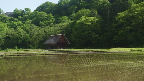 Reisfeld-Mit-Reetdachhaus-In-Shirakawago,-Japan,-Sonniger-Tag-Mit-Viel-Vegetation