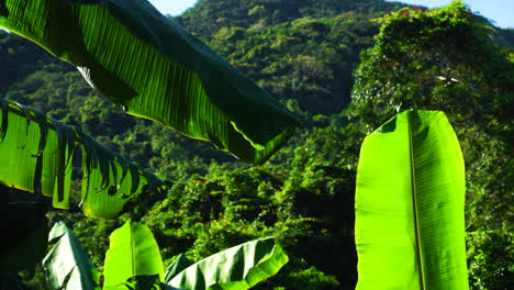 Tiro-De-Plantas-De-Plátano-Verde-Brillante-Contra-El-Telón-De-Fondo-De-La-Selva-De-Montaña