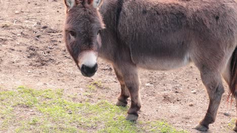 un burro comiendo hierba en ballarat, australia