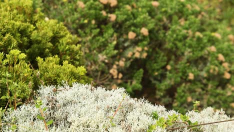 green and white bushes with blurred background